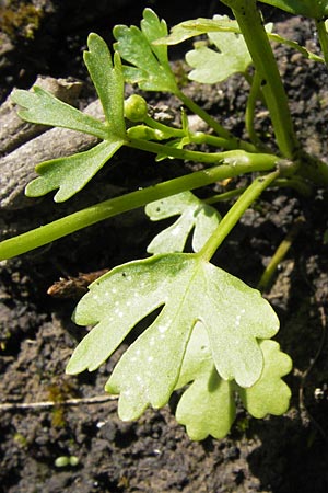 Ranunculus sceleratus \ Gift-Hahnenfu / Celery-Leaved Buttercup, D Groß-Gerau 4.7.2013