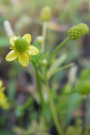 Ranunculus sceleratus \ Gift-Hahnenfu / Celery-Leaved Buttercup, D Groß-Gerau 4.7.2013