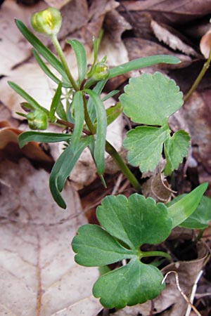 Ranunculus auricomus spec1 ? \ Gold-Hahnenfu� / Goldilocks, D Odenwald, F&uuml;rth 23.3.2014