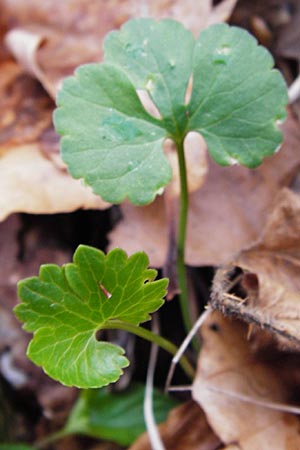 Ranunculus auricomus spec1 ? \ Gold-Hahnenfu� / Goldilocks, D Odenwald, F&uuml;rth 23.3.2014
