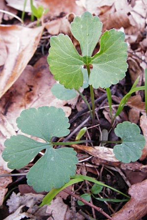 Ranunculus auricomus spec1 ? \ Gold-Hahnenfu� / Goldilocks, D Odenwald, F&uuml;rth 23.3.2014