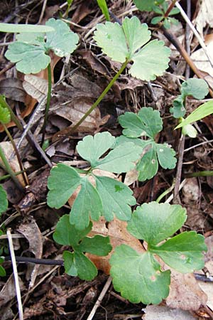 Ranunculus auricomus spec1 ? \ Gold-Hahnenfu� / Goldilocks, D Odenwald, F&uuml;rth 23.3.2014