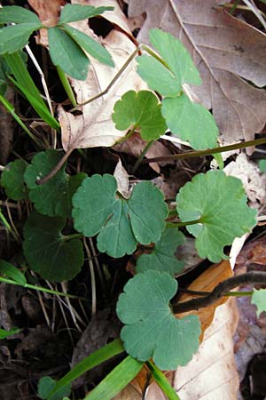 Ranunculus auricomus spec1 ? \ Gold-Hahnenfu� / Goldilocks, D Odenwald, F&uuml;rth 23.3.2014