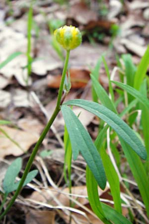 Ranunculus auricomus spec1 ? \ Gold-Hahnenfu� / Goldilocks, D Odenwald, F&uuml;rth 23.3.2014
