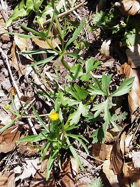 Ranunculus stricticaulis \ Aufrechter Gold-Hahnenfu / Upright Goldilocks, D Feuchtwangen-Kaltenbronn 29.3.2014