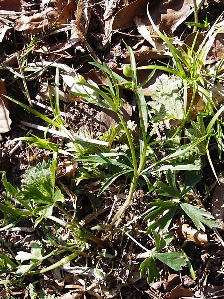 Ranunculus stricticaulis \ Aufrechter Gold-Hahnenfu / Upright Goldilocks, D Feuchtwangen-Kaltenbronn 29.3.2014