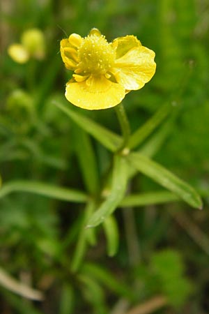 Ranunculus auricomus specI ? \ Gold-Hahnenfu� / Goldilocks, D Pfalz, Speyer 6.5.2014