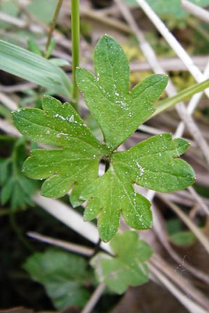 Ranunculus auricomus specI ? \ Gold-Hahnenfu� / Goldilocks, D Pfalz, Speyer 6.5.2014