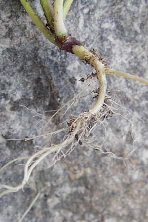 Raphanus sativus var. oleiformis \ l-Rettich / Oil Radish, Fodder Radish, D Mannheim 19.5.2014