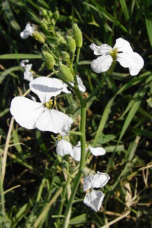 Raphanus sativus var. oleiformis \ l-Rettich / Oil Radish, Fodder Radish, D Lampertheim 20.5.2014