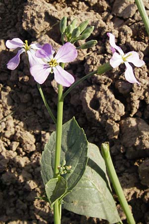 Raphanus sativus var. oleiformis \ l-Rettich / Oil Radish, Fodder Radish, D Lampertheim 20.5.2014
