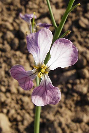 Raphanus sativus var. oleiformis \ l-Rettich / Oil Radish, Fodder Radish, D Lampertheim 20.5.2014