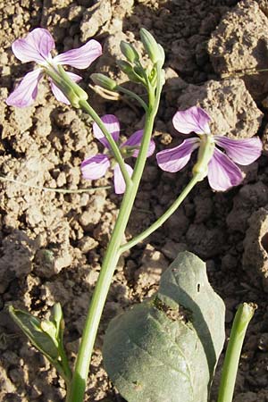 Raphanus sativus var. oleiformis \ l-Rettich / Oil Radish, Fodder Radish, D Lampertheim 20.5.2014