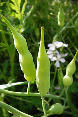 Raphanus sativus var. oleiformis \ l-Rettich / Oil Radish, Fodder Radish, D Lampertheim 20.5.2014