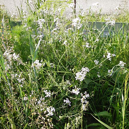 Raphanus sativus var. oleiformis \ l-Rettich / Oil Radish, Fodder Radish, D Lampertheim 20.5.2014