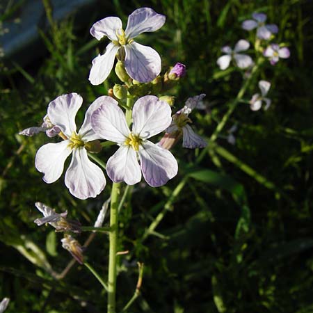 Raphanus sativus var. oleiformis \ l-Rettich / Oil Radish, Fodder Radish, D Lampertheim 20.5.2014