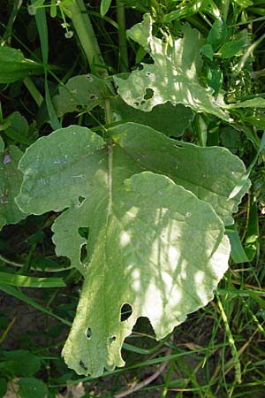 Raphanus sativus var. oleiformis \ l-Rettich / Oil Radish, Fodder Radish, D Lampertheim 20.5.2014