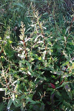 Rumex sanguineus \ Hain-Ampfer / Wood Dock, D Worms 23.5.2014