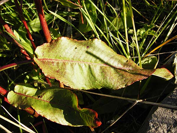 Rumex sanguineus \ Hain-Ampfer / Wood Dock, D Worms 23.5.2014