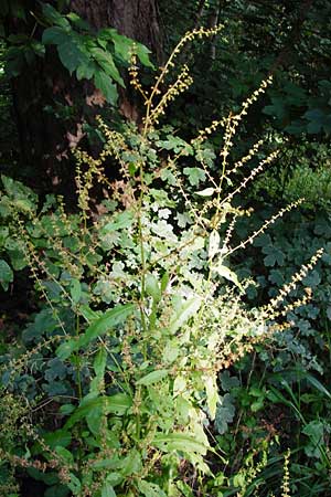 Rumex sanguineus \ Hain-Ampfer / Wood Dock, D Alsbach 30.6.2014