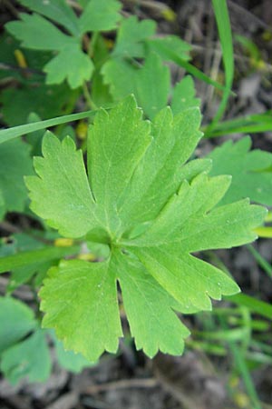 Ranunculus auricomus spec8 ? \ Gold-Hahnenfu� / Goldilocks, D Eggenstein 9.4.2011