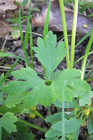 Ranunculus auricomus spec8 ? \ Gold-Hahnenfu� / Goldilocks, D Eggenstein 9.4.2011