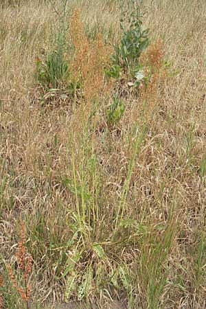 Rumex thyrsiflorus \ Straubltiger Sauer-Ampfer / Thyrse Sorrel, D Mannheim 5.6.2011