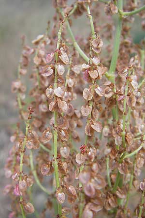 Rumex thyrsiflorus \ Straubltiger Sauer-Ampfer / Thyrse Sorrel, D Mannheim 5.6.2011