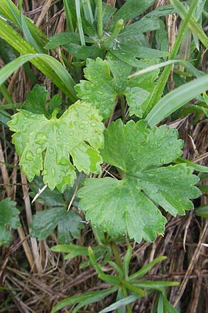 Ranunculus transiens \ Wechselnder Gold-Hahnenfu� / Changing Goldilocks, D Zusmarshausen 5.5.2012