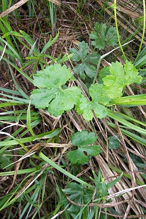 Ranunculus transiens \ Wechselnder Gold-Hahnenfu� / Changing Goldilocks, D Zusmarshausen 5.5.2012