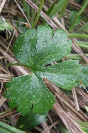 Ranunculus transiens \ Wechselnder Gold-Hahnenfu� / Changing Goldilocks, D Zusmarshausen 5.5.2012