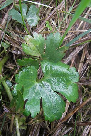 Ranunculus transiens \ Wechselnder Gold-Hahnenfu� / Changing Goldilocks, D Zusmarshausen 5.5.2012
