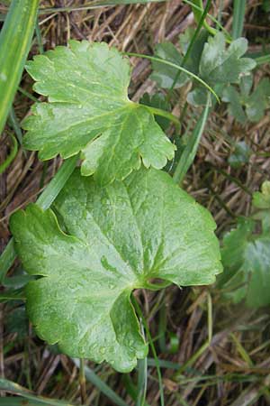 Ranunculus transiens \ Wechselnder Gold-Hahnenfu� / Changing Goldilocks, D Zusmarshausen 5.5.2012