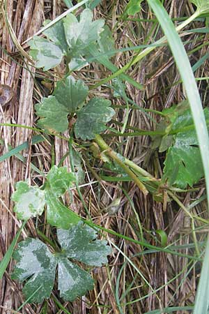Ranunculus transiens \ Wechselnder Gold-Hahnenfu� / Changing Goldilocks, D Zusmarshausen 5.5.2012