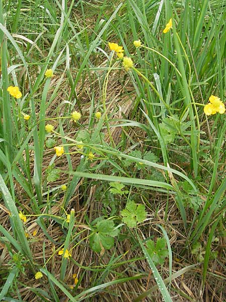 Ranunculus transiens \ Wechselnder Gold-Hahnenfu� / Changing Goldilocks, D Zusmarshausen 5.5.2012