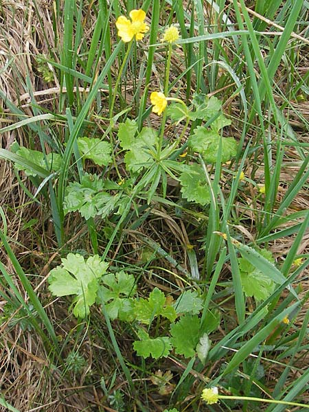 Ranunculus transiens \ Wechselnder Gold-Hahnenfu� / Changing Goldilocks, D Zusmarshausen 5.5.2012