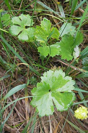 Ranunculus transiens \ Wechselnder Gold-Hahnenfu� / Changing Goldilocks, D Zusmarshausen 5.5.2012