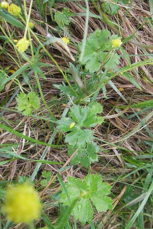 Ranunculus transiens \ Wechselnder Gold-Hahnenfu� / Changing Goldilocks, D Zusmarshausen 5.5.2012