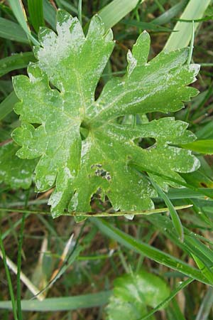 Ranunculus transiens \ Wechselnder Gold-Hahnenfu� / Changing Goldilocks, D Zusmarshausen 5.5.2012