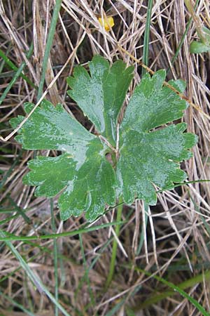 Ranunculus transiens \ Wechselnder Gold-Hahnenfu� / Changing Goldilocks, D Zusmarshausen 5.5.2012