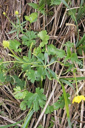 Ranunculus transiens \ Wechselnder Gold-Hahnenfu� / Changing Goldilocks, D Zusmarshausen 5.5.2012