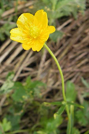 Ranunculus transiens \ Wechselnder Gold-Hahnenfu� / Changing Goldilocks, D Zusmarshausen 5.5.2012