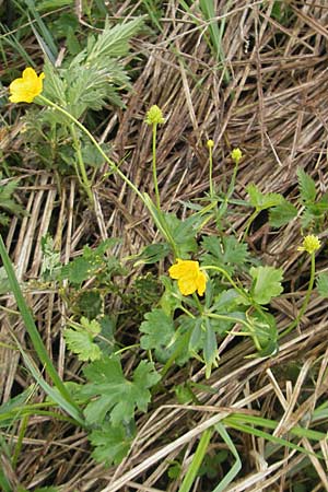 Ranunculus transiens \ Wechselnder Gold-Hahnenfu� / Changing Goldilocks, D Zusmarshausen 5.5.2012