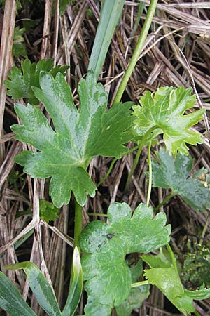 Ranunculus transiens \ Wechselnder Gold-Hahnenfu� / Changing Goldilocks, D Zusmarshausen 5.5.2012
