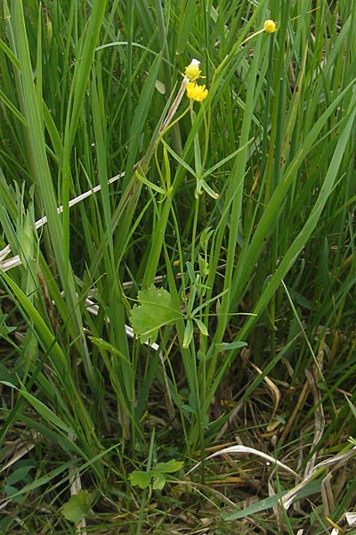 Ranunculus basitruncatus \ Abgestutzter Gold-Hahnenfu / Truncated Goldilocks, D Velden 6.5.2012