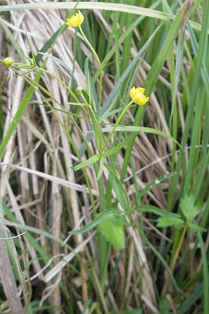 Ranunculus basitruncatus \ Abgestutzter Gold-Hahnenfu / Truncated Goldilocks, D Velden 6.5.2012