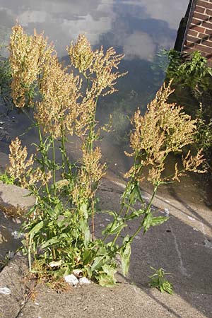Rumex thyrsiflorus \ Straubltiger Sauer-Ampfer / Thyrse Sorrel, D Mannheim 5.6.2013