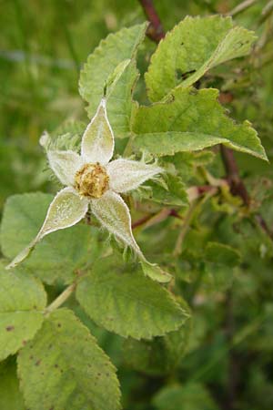 Rosa tomentosa \ Filz-Rose / Whitewoolly Rose, Harsh Downy Rose, D Odenwald, Hammelbach 30.5.2014
