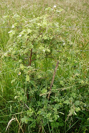 Rosa tomentosa \ Filz-Rose / Whitewoolly Rose, Harsh Downy Rose, D Odenwald, Hammelbach 30.5.2014