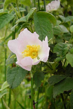 Rosa tomentosa \ Filz-Rose / Whitewoolly Rose, Harsh Downy Rose, D Odenwald, Hammelbach 30.5.2014